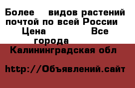 Более200 видов растений почтой по всей России › Цена ­ 100-500 - Все города  »    . Калининградская обл.